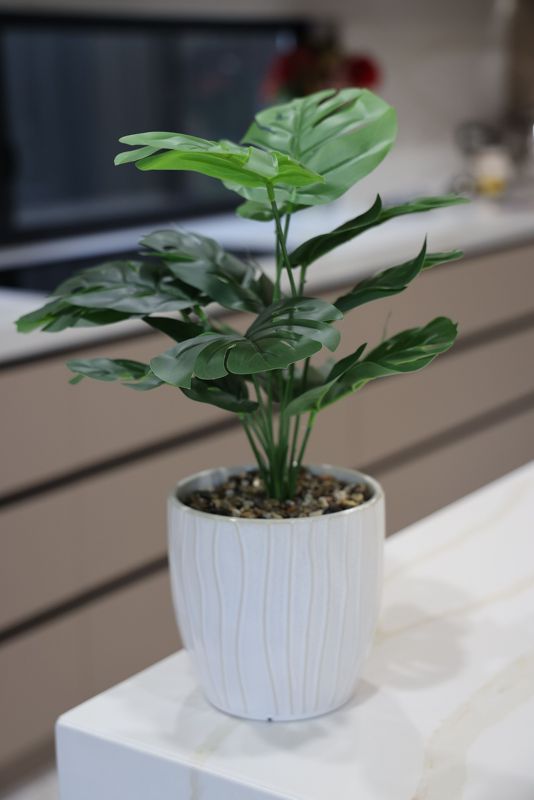 Monstera, saksıda